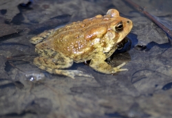 frog american toad in pond 42