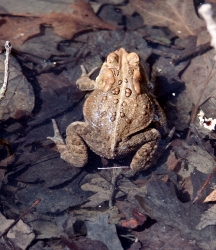 frog american toad in pond 44