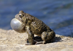 frog american toad in pond 47