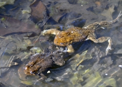 frog american toad in pond 50