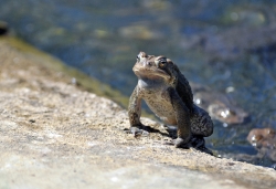 frog american toad in pond 52