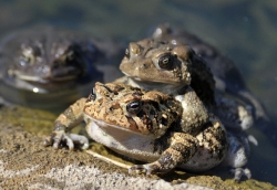 frog american toad in pond 54