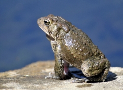 frog american toad in pond 56