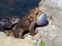 frog american toad in pond 63