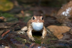 frog american toad in pond front view 12