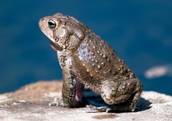 frog american toad in side view 57
