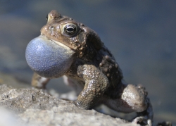 frog american toad on rock 53