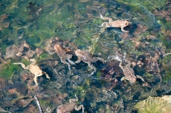 frog american toads in pond 26