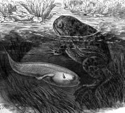 frog and tadpole bw animal illustration