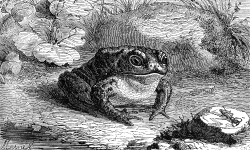 frog illustration 393