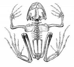 frog internal skeleton anatomy