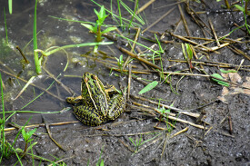 frog sits on the edge of a marsh