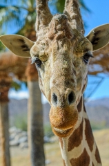front view of curious giraffee