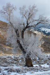 frosted ice covered cottonwood tree yellowstone