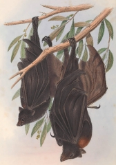 Funereal Vampire bat color illustration