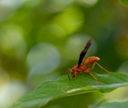 garden wasp on plant leaf photo