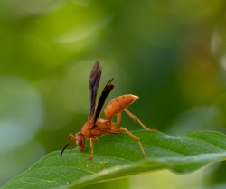 garden wasp on plant leaf photo
