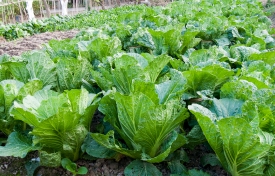 garden with leafy vegetables in china