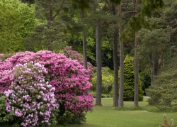 Gardens in Muckross Estates,