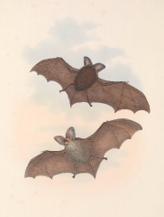 Gcoffroys Nyctophilus bat color illustration