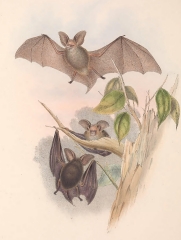 Gcoffroy's Nyctophilus bats color illustration
