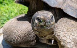 geochelone gigantea aldabra tortoise photo