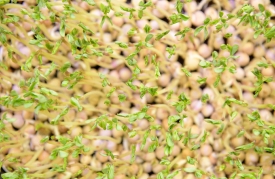 germinating microgreens pea sprouts