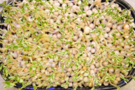germinating microgreens pea sprouts in tray