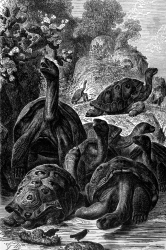 giant tortoises galapagos islands bw animal illustration