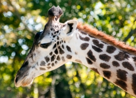 giraffe at zoo nashville photo 100810