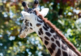 giraffe at zoo nashville photo 100811