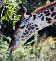 giraffe at zoo nashville photo 100812