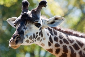 giraffe at zoo nashville photo 100813