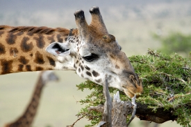 giraffe eating leaves tree tops kenya africa picture 38
