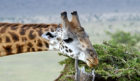 giraffe eating leaves tree tops kenya africa picture 40