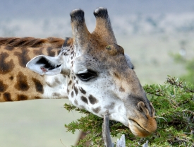giraffe eating leaves tree tops kenya africa picture 41