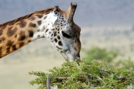 giraffe eating leaves tree tops kenya africa picture 42