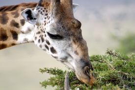 giraffe eating leaves tree tops masi mari africa
