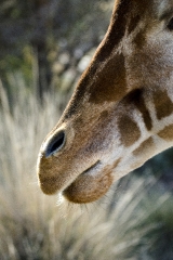 giraffe face closeup 394A