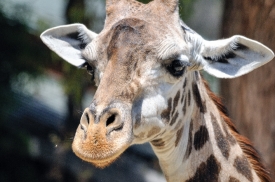 giraffe face closeup large ears