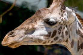 giraffe face closeup photo 5038E
