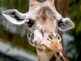 giraffe face closeup photo 5040EE