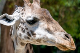 giraffe face closeup photo 5041