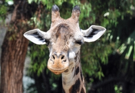 giraffe face closeup photo 5043