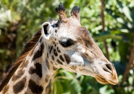 giraffe face closeup photo 5050