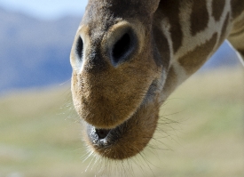 giraffe nose mouth closeup 307