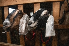 goats peering thru wooden fence two cute goats places head throu