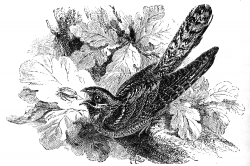 goatsucker bird illustration