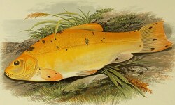 golden tench fish clipart illustration