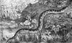 grass snake illustration